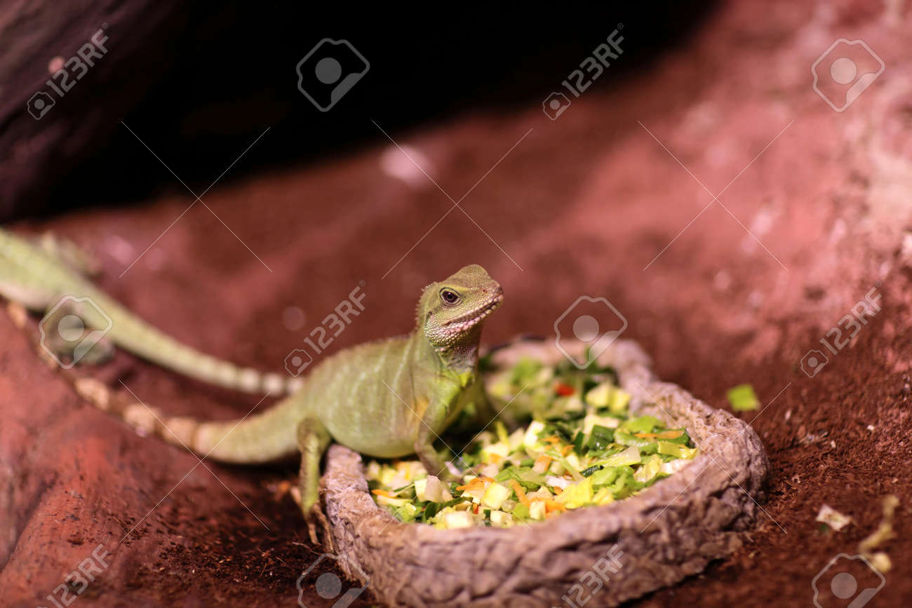 テラリウムで野菜を食べるトカゲ の写真素材 画像素材 Image