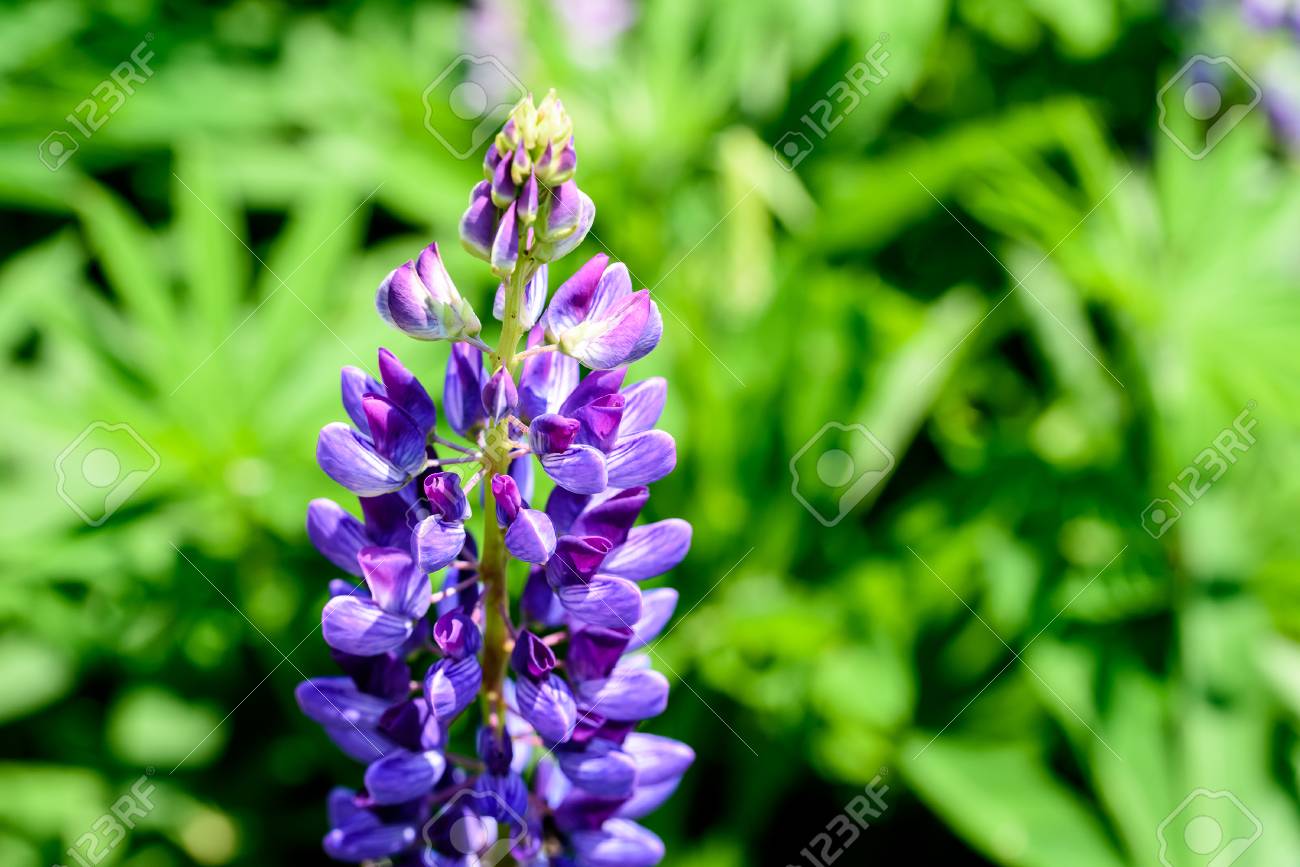 purple snapdragon flower in