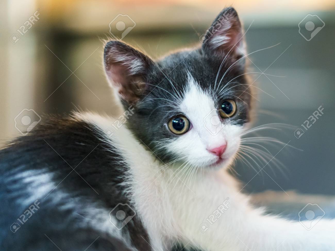 cute baby cat portrait