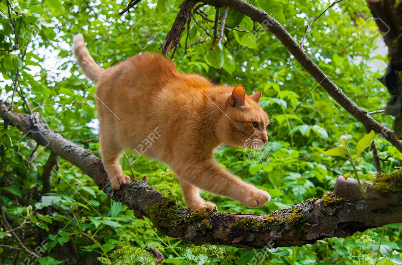 Gingembre Chat Arbre été Feuillage