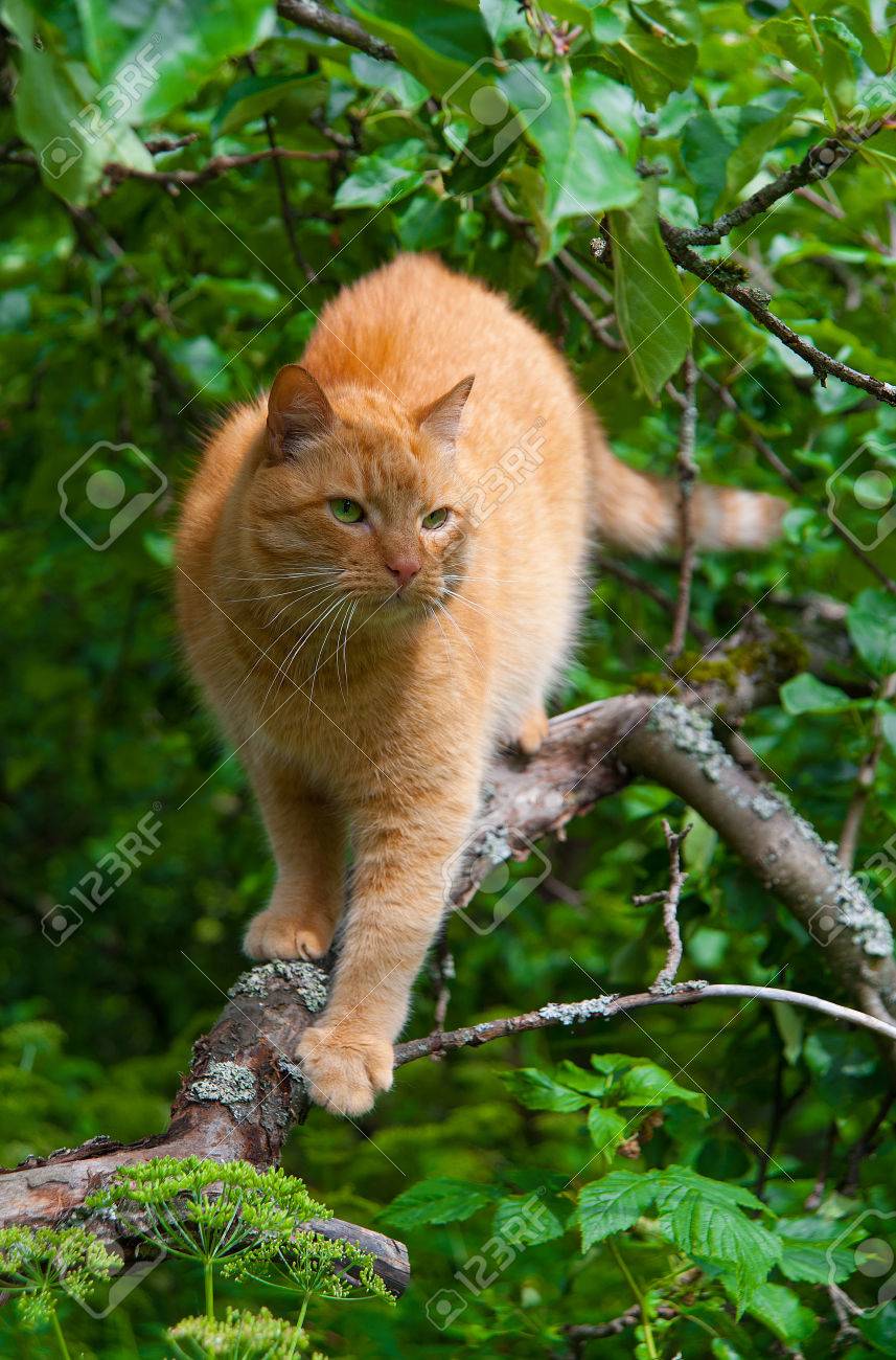 Gingembre Chat Arbre été Feuillage