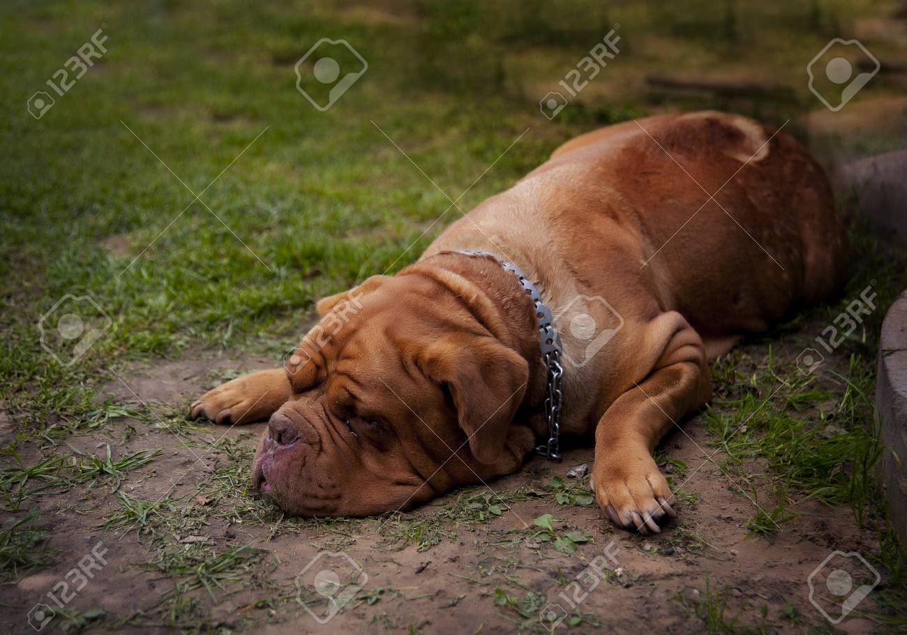 dogue de bordeaux