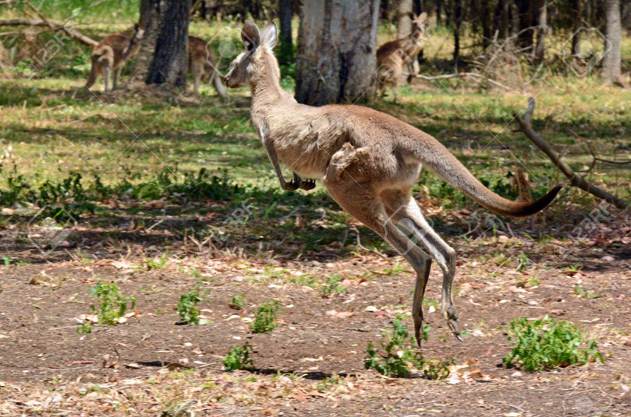 ÐšÐ°Ñ€Ñ‚Ð¸Ð½ÐºÐ¸ Ð¿Ð¾ Ð·Ð°Ð¿Ñ€Ð¾ÑÑƒ kangaroo jumps