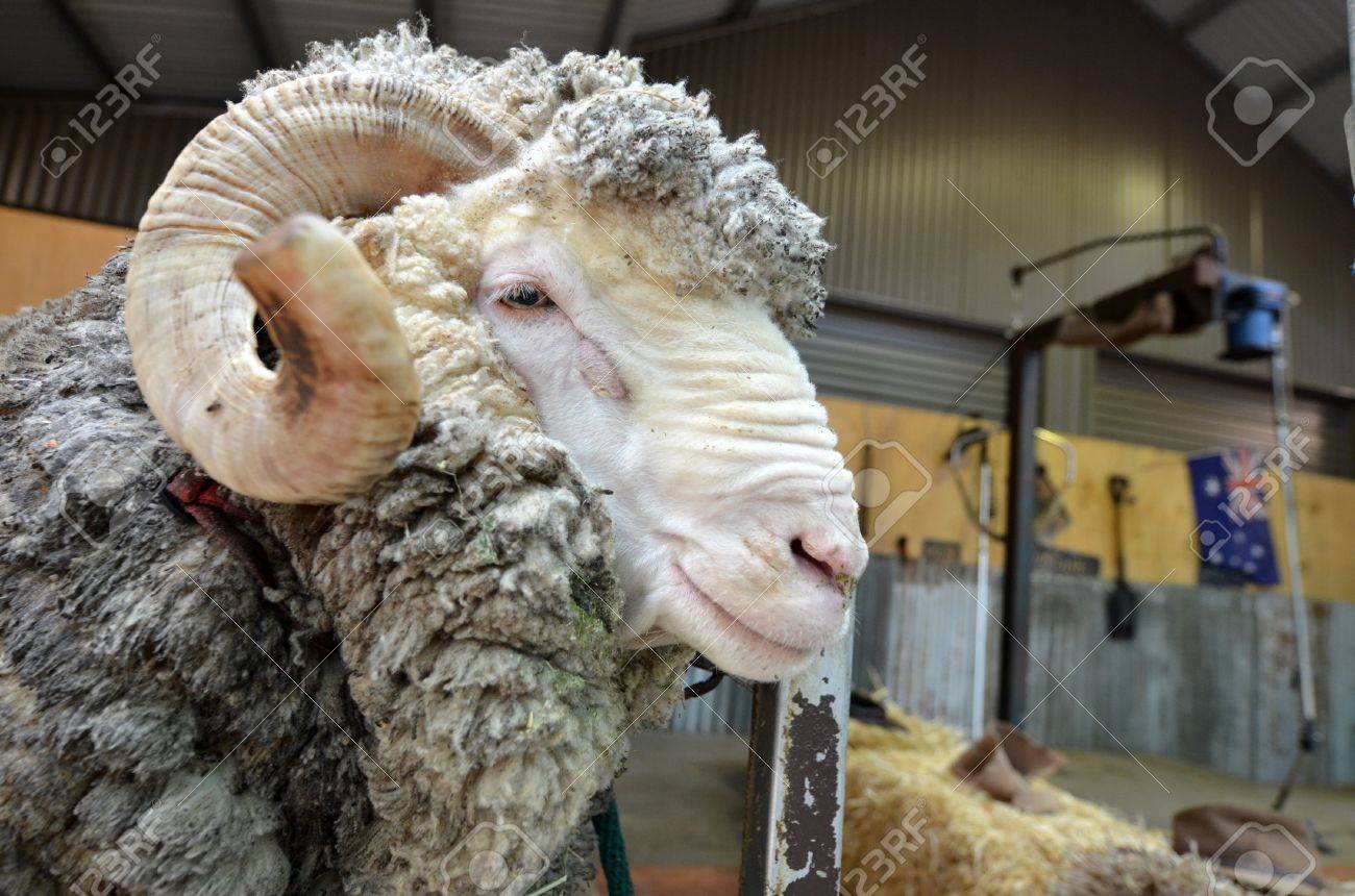 Australische schaffarm