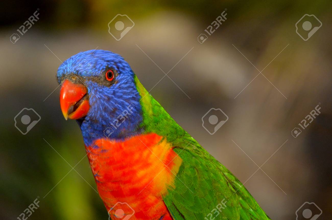rainbow lorikeet native australian