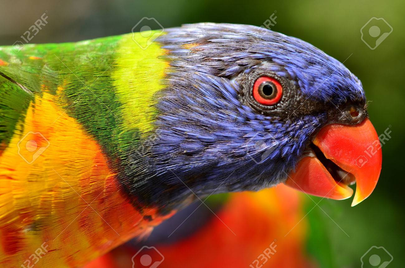 rainbow lorikeet native australian
