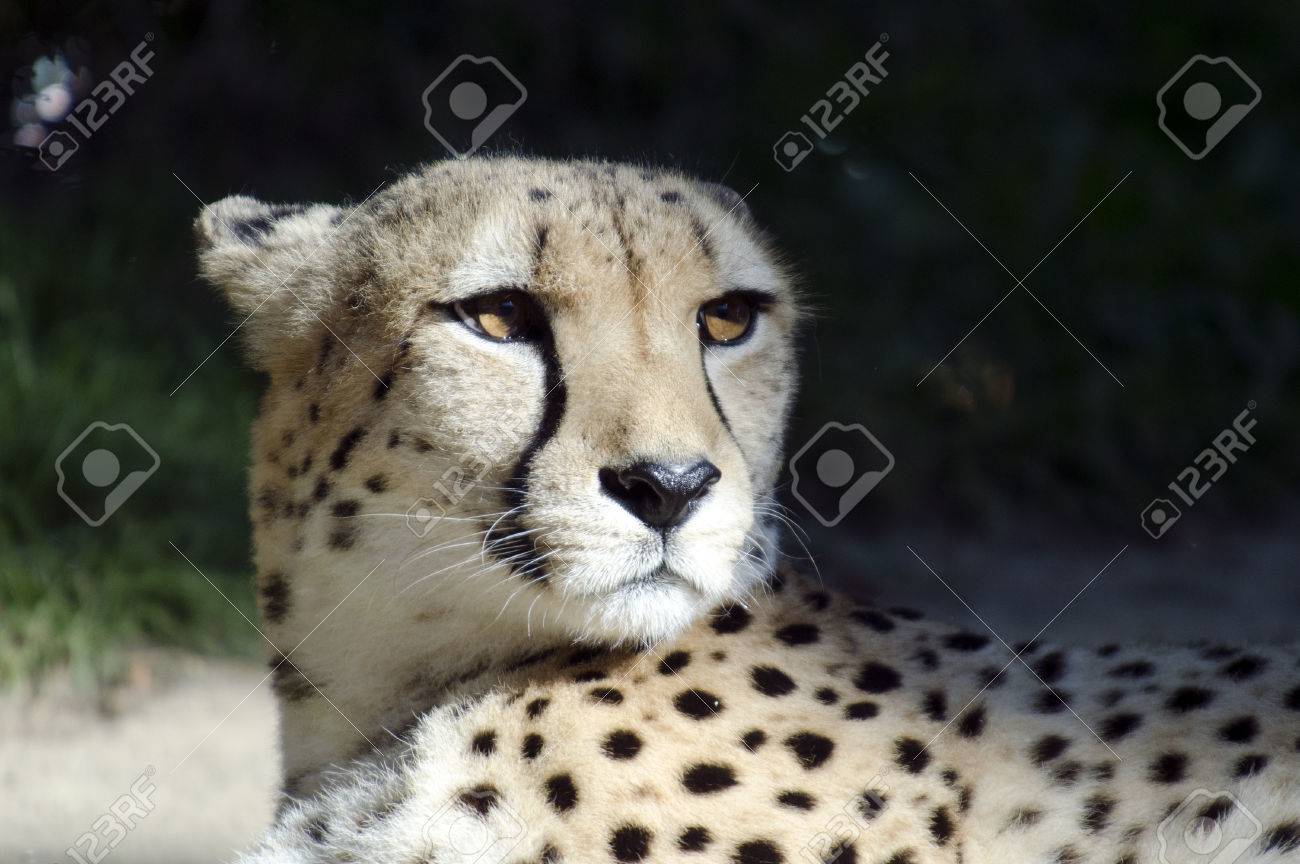 野生のアフリカのチーターの肖像画 美しい哺乳類動物 アフリカの絶滅危惧種の肉食動物 の写真素材 画像素材 Image 野生のアフリカのチーターの肖像画 美しい哺乳類動物 アフリカの絶滅危惧種の肉食動物 の写真素材 画像素材 Image