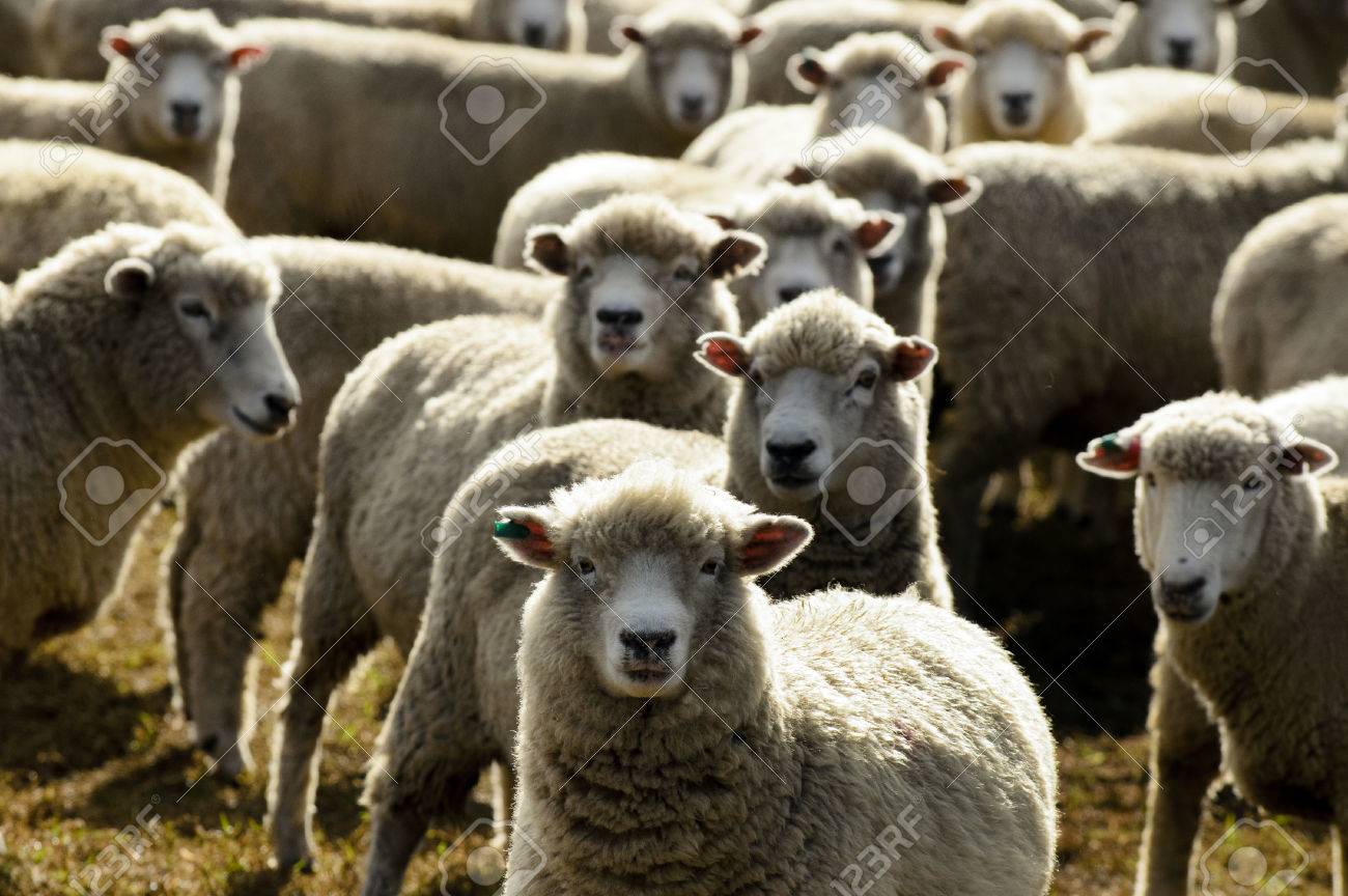 Flock of sheep, New Zealand. - 41698711 Flock of sheep, New Zealand. - 41698711