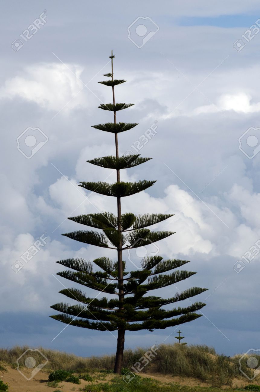 Norfolk Pine Tree La Nouvelle Zelande Banque D Images Et Photos Libres De Droits Image