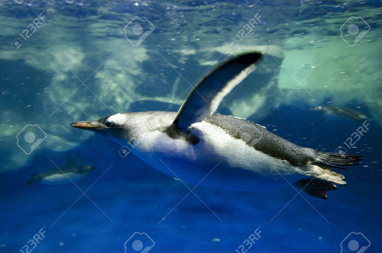 Penguins for Penguins (@penguinsforpenguins) • Instagram photos and videos, image size:1300x861