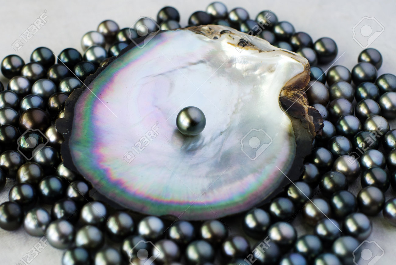 Pearls Black in oysters pictures Pearls Black in oysters pictures