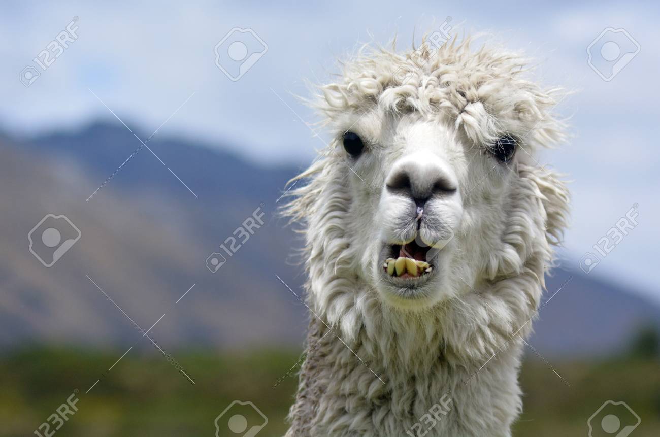 lamas