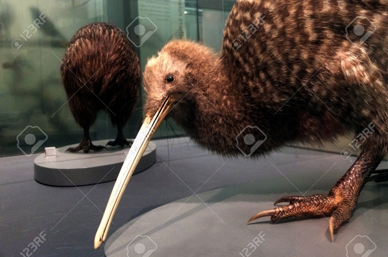 Auckland 16 Août 2015 Great Repéré Kiwi Sur Laffichage Dans Le Musée Dauckland Les Kiwis Sont Des Oiseaux Aptères Indigènes De La