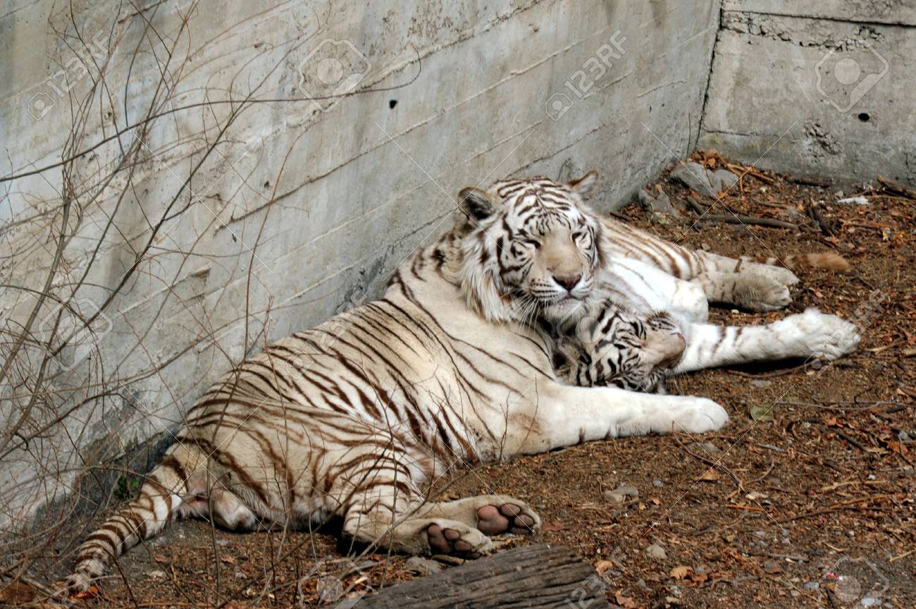 Tiger in beijing zoo china hi-res stock photography and images - Alamy