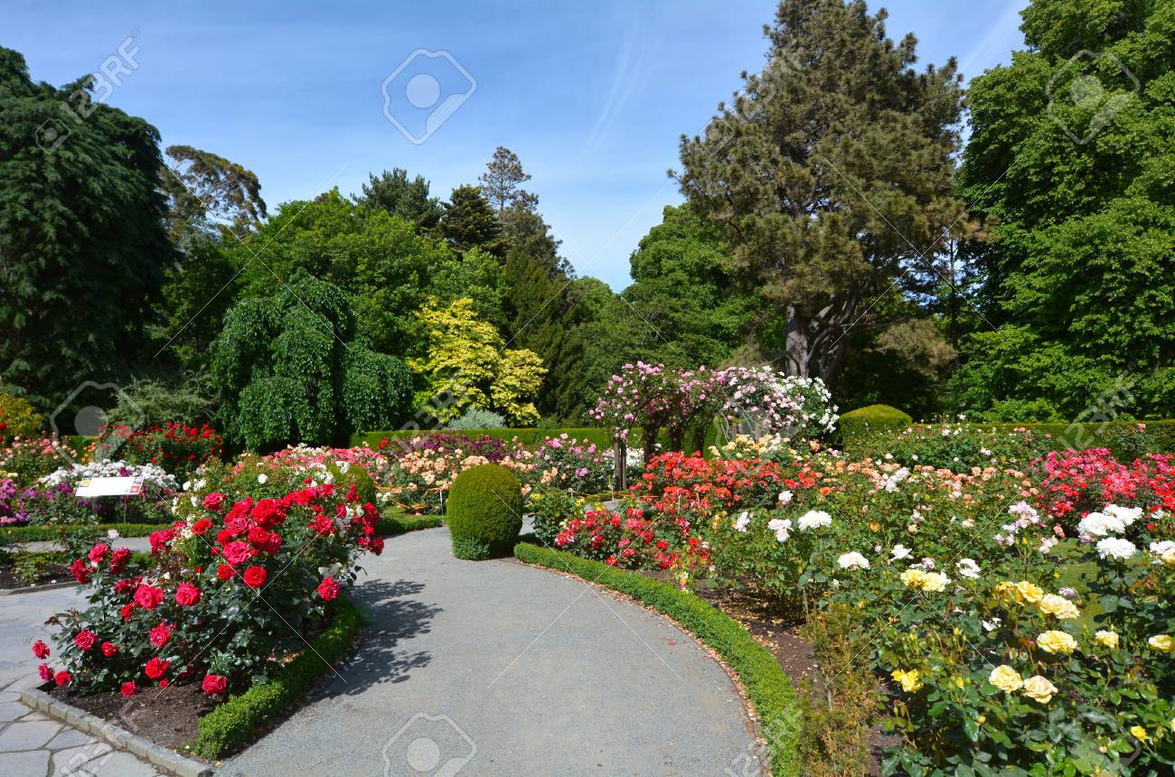 CHRISTCHURCH, NZL - DEC 04 2015:The Heritage Rose Garden in Christchurch Botanic Gardens, New Zealand. It has a selection of rambling heritage roses that delight in the summer months. - 49377408 CHRISTCHURCH, NZL - DEC 04 2015:The Heritage Rose Garden in Christchurch Botanic Gardens, New Zealand. It has a selection of rambling heritage roses that delight in the summer months. - 49377408