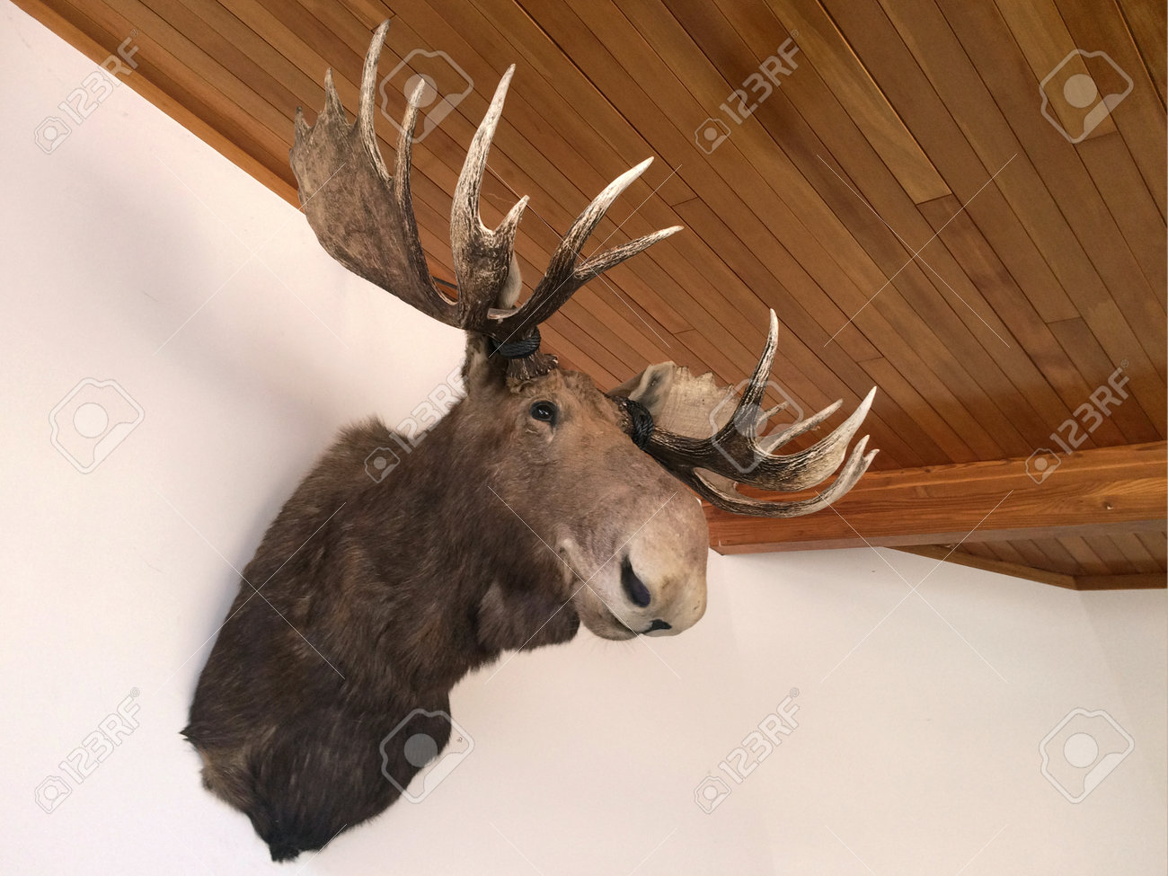 オークランド 12 月 25 日の 15 Moose の剥製 ニュージーランドでムースの最後の実績のある目撃情報は 1952 It 鹿の親子に最大の現存する種であります の写真素材 画像素材 Image