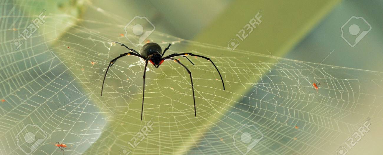オーストラリア クイーンズランド州北部熱帯で蜘蛛の巣にまれな巨大な黄金のオーブ 草木 ジョロウグモ クモ男性 の写真素材 画像素材 Image