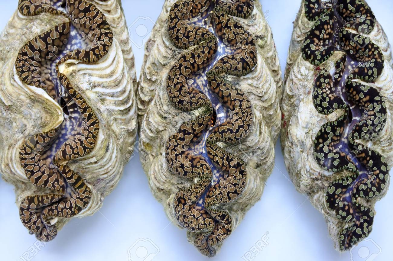 3 生きている巨大な貝 シャコガイギガス Fiji Tridacna ギガスからは最も絶滅危惧種の貝種のひとつです の写真素材 画像素材 Image