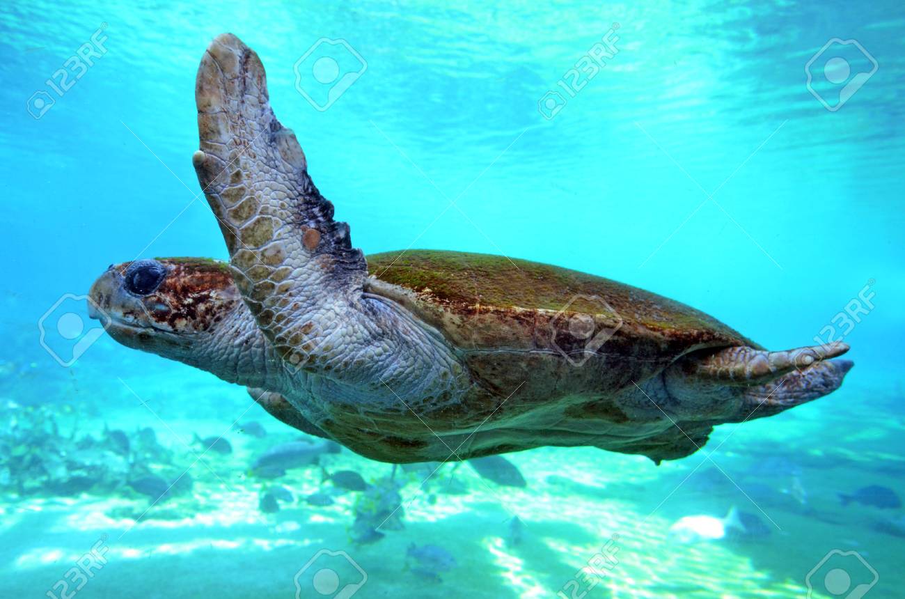 緑の海カメ クイーンズランド州オーストラリアで水中を泳ぐ 世界最大ハードシェル ウミガメです の写真素材 画像素材 Image 6752