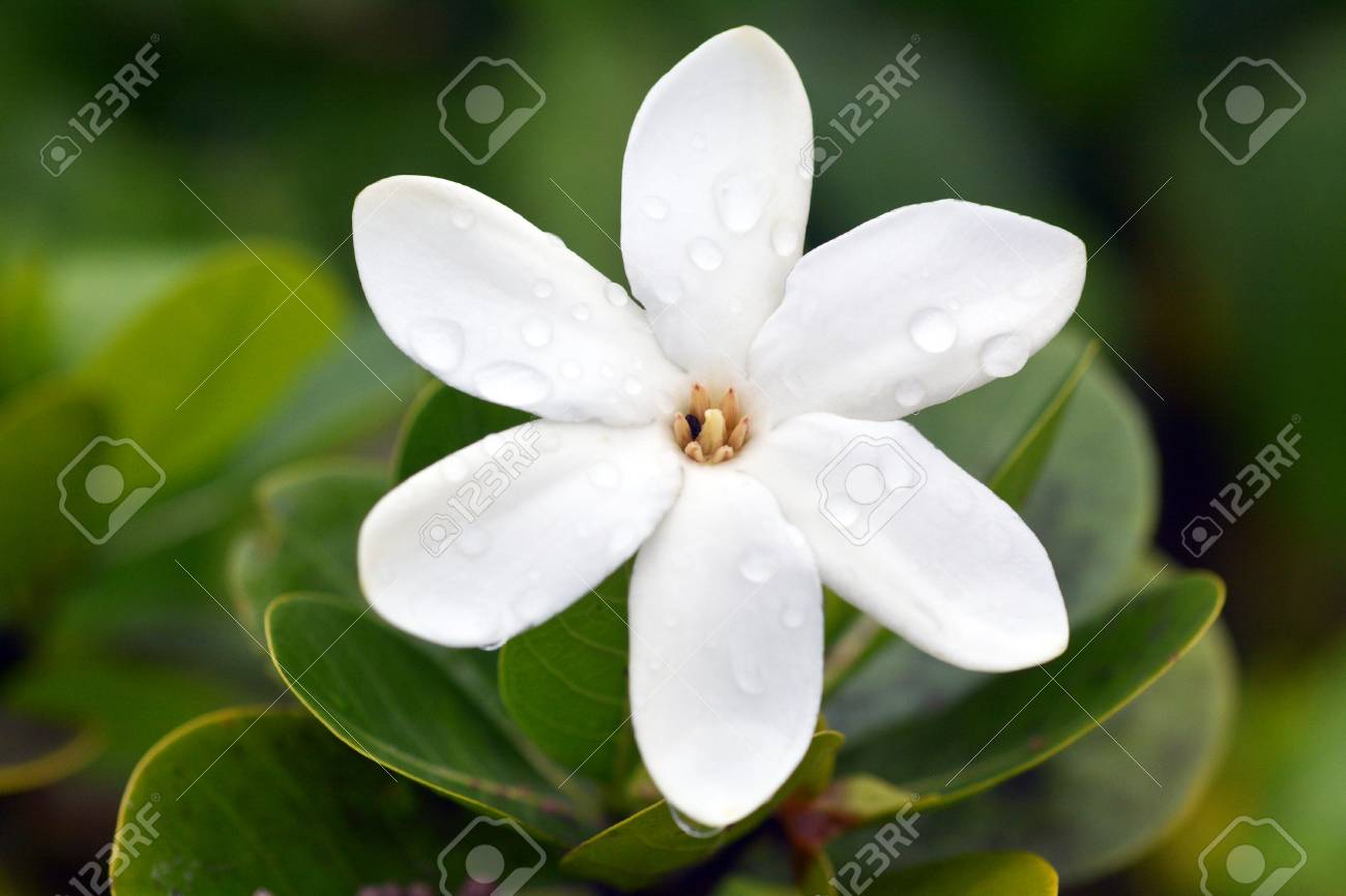 Tiare Maori, (Gardenia taitensis) grows in Rarotonga Island is the National Flower of the Cook Islands. Nature background. Copy space - 98086590 Tiare Maori, (Gardenia taitensis) grows in Rarotonga Island is the National Flower of the Cook Islands. Nature background. Copy space - 98086590