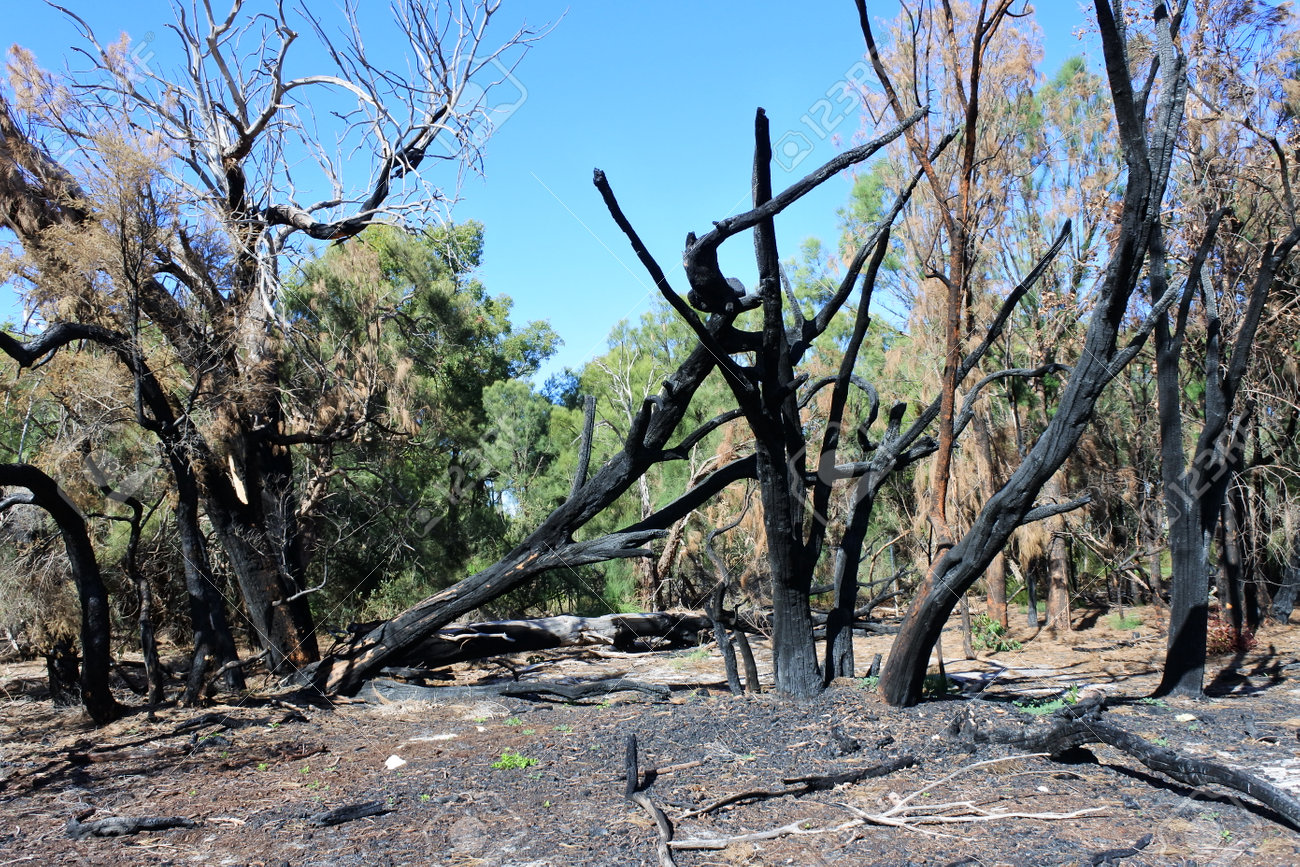 Burnt trees in Australian bush after controlled fire. - 168379469 Burnt trees in Australian bush after controlled fire. - 168379469