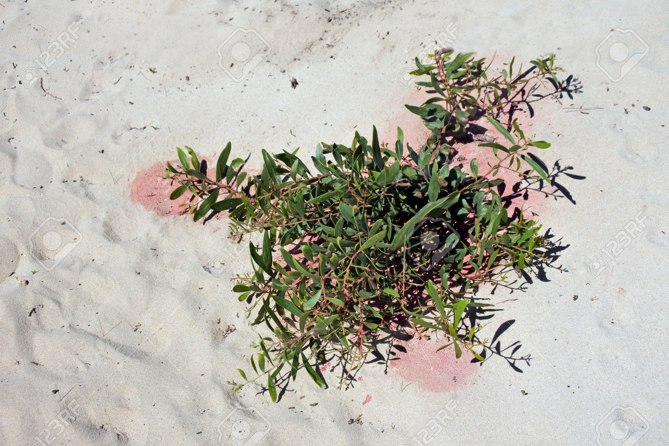 Weed killer spray on a plant growing on a coastal sand dune. No people. Copy space - 168379565 Weed killer spray on a plant growing on a coastal sand dune. No people. Copy space - 168379565