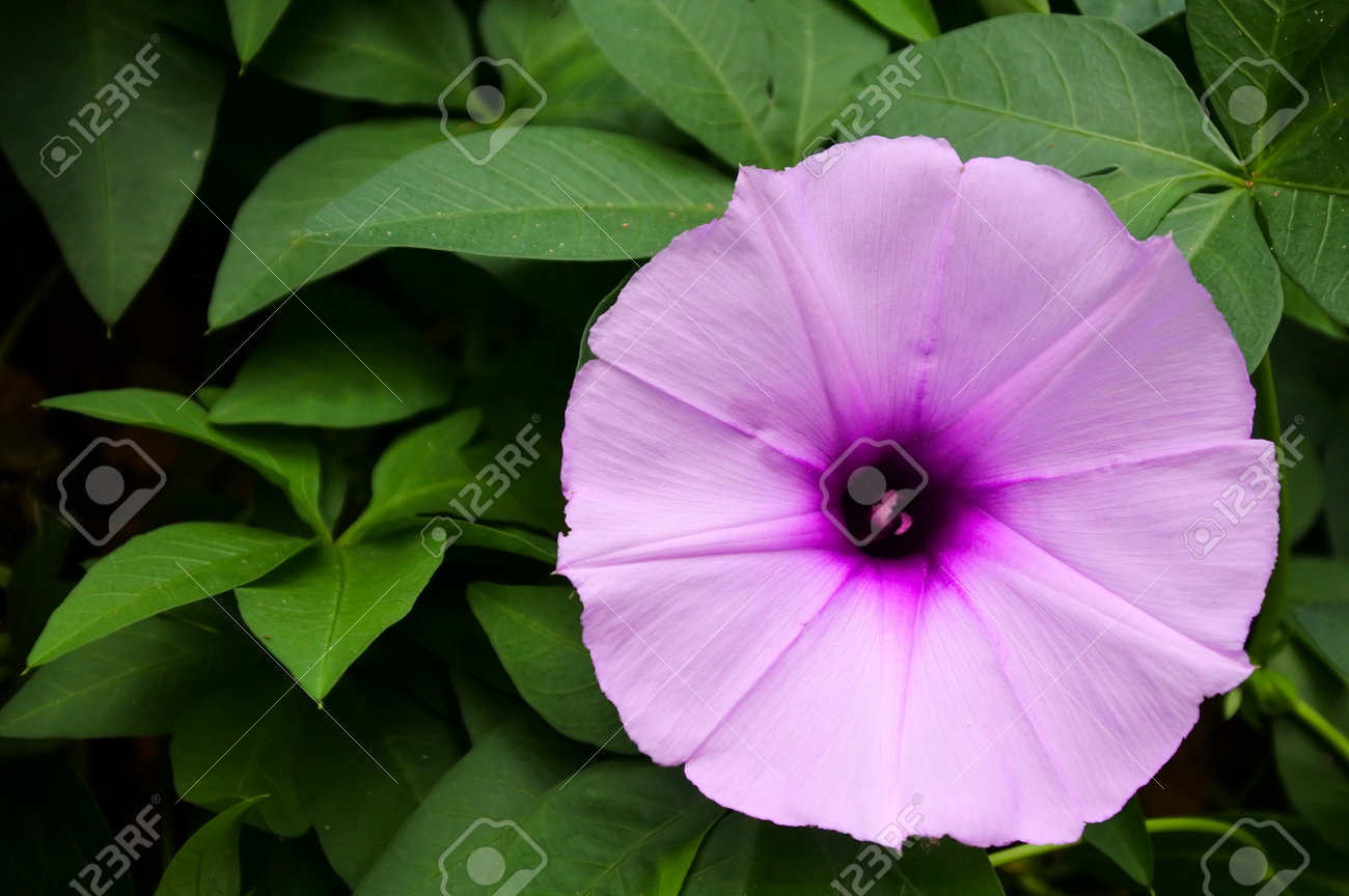 Common morning-glory (Ipomoea purpurea) flower, native to Mexico and Central America. - 168379626 Common morning-glory (Ipomoea purpurea) flower, native to Mexico and Central America. - 168379626