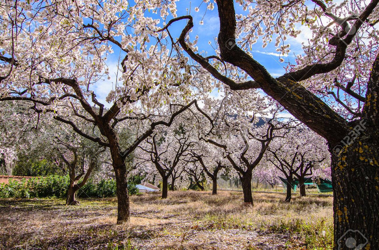 blue sky behind almond trees blooming stock photo picture and