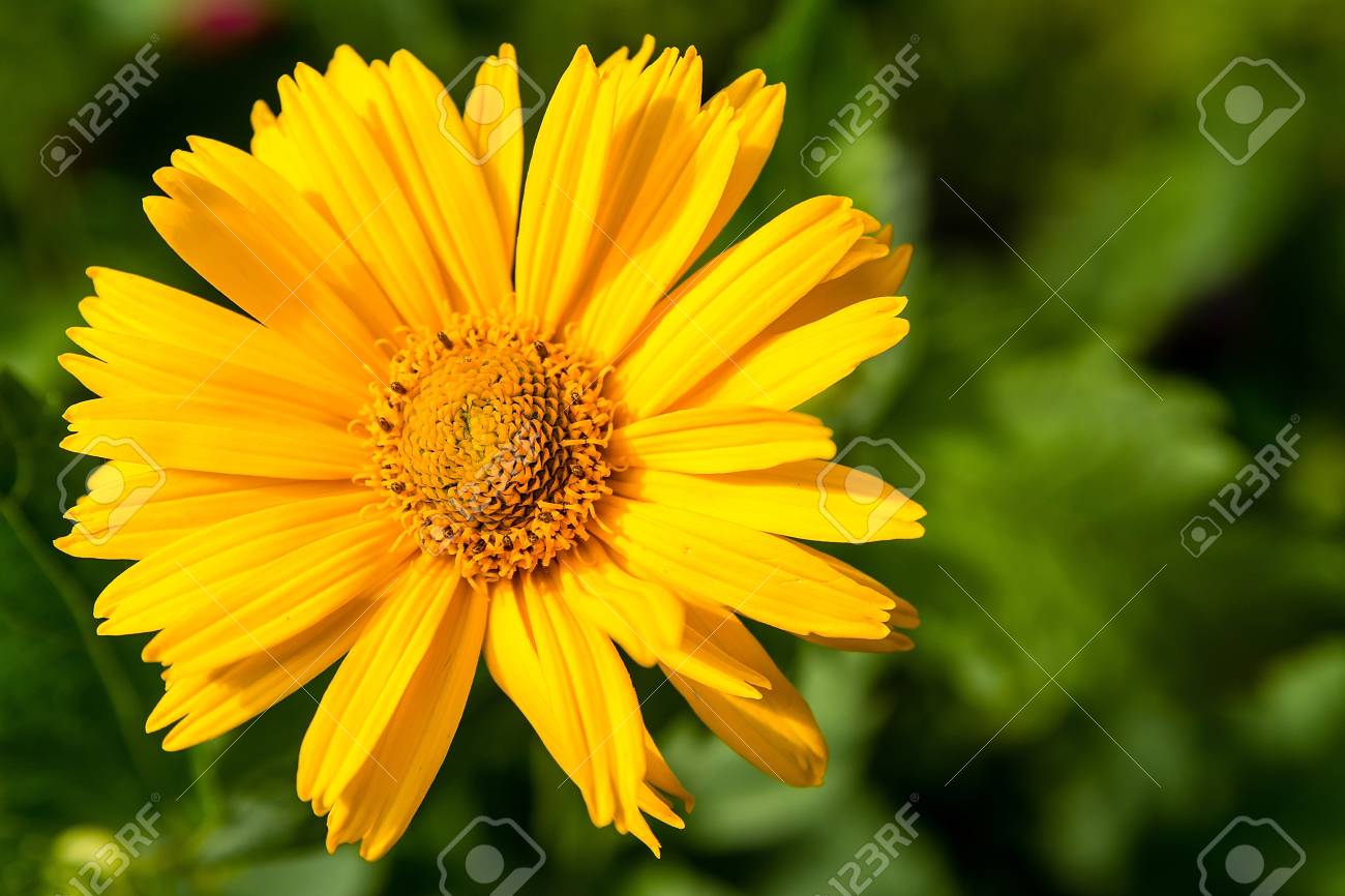 etiam-dictum-ipsum-a-felis