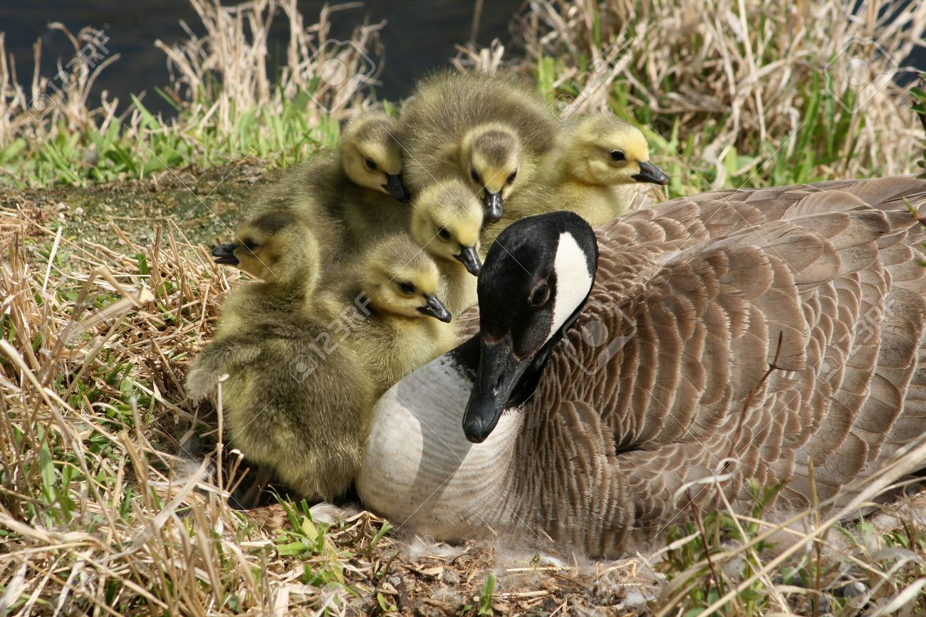 Canada goose female Clearance