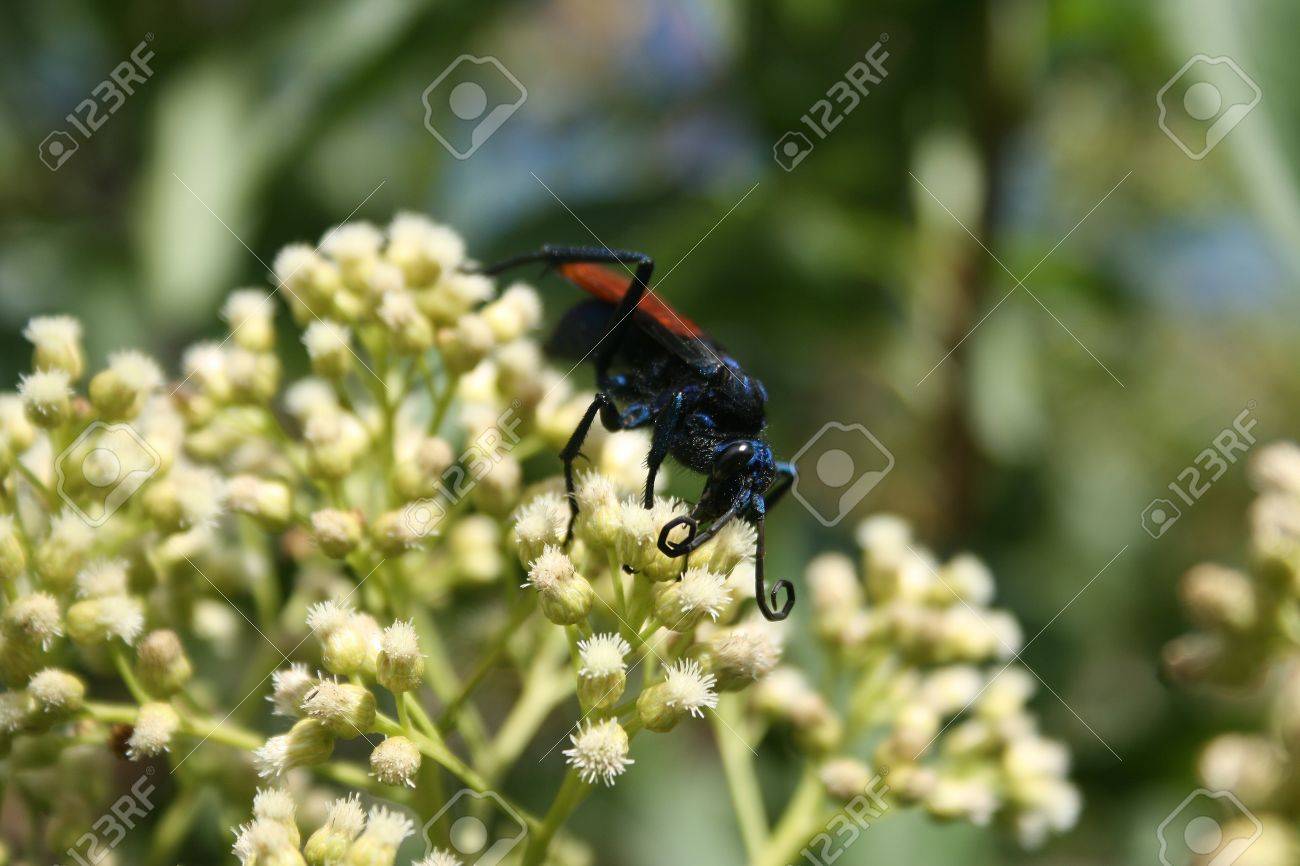 コタカチ エクアドルの開花茂みを受粉タランチュラ ホーク クモ ワスプ の写真素材 画像素材 Image コタカチ エクアドルの開花茂みを受粉タランチュラ ホーク クモ ワスプ の写真素材 画像素材 Image
