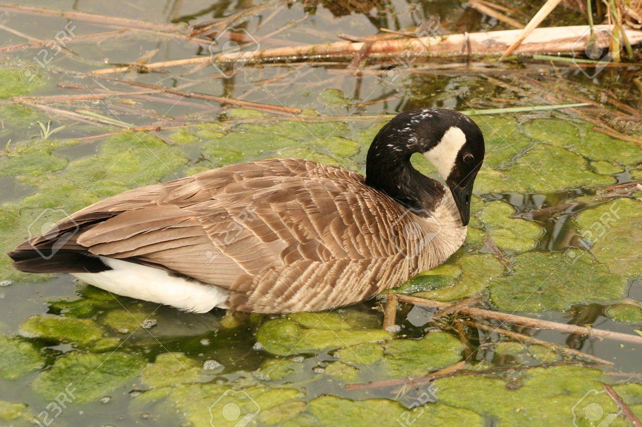 Canada goose winnipeg hot sale manitoba