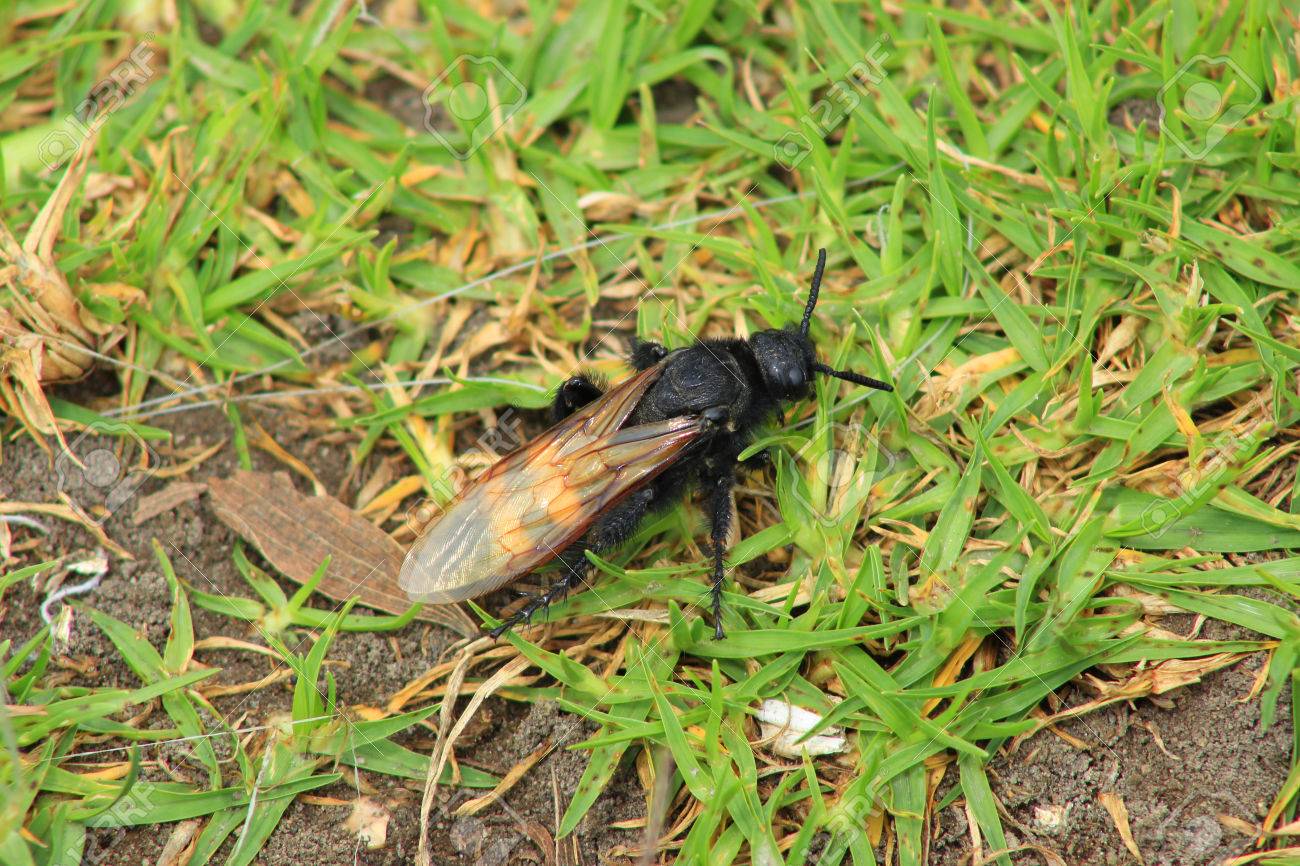 コタカチ エクアドルでのフィールドの芝生の上の大きいストライプ蜂 の写真素材 画像素材 Image