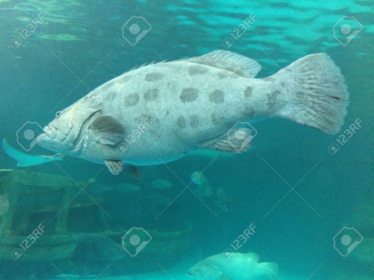 海の大きな魚 の写真素材 画像素材 Image