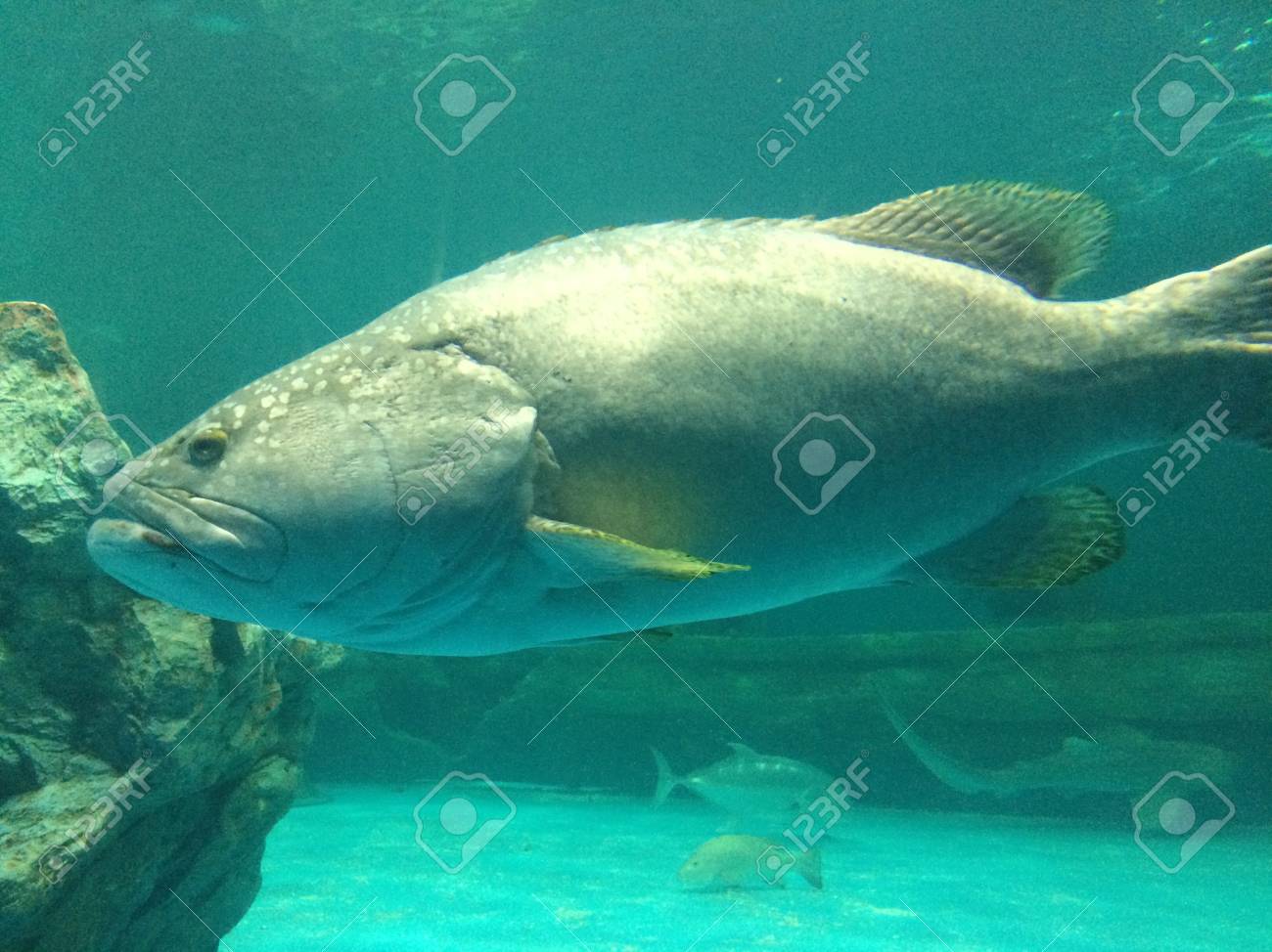 海の大きな魚 の写真素材 画像素材 Image