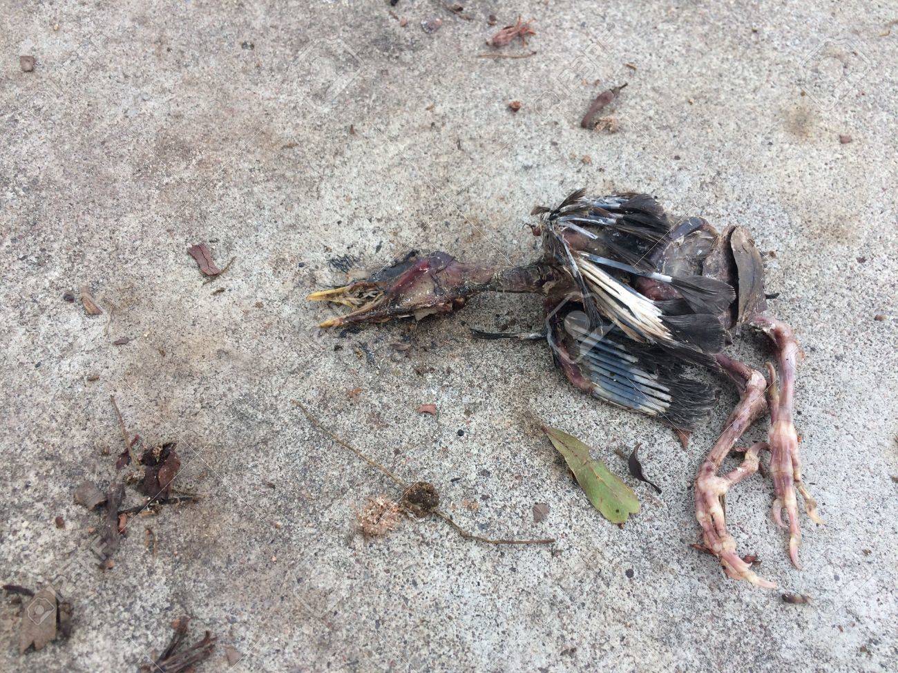 etiam-dictum-ipsum-a-felis