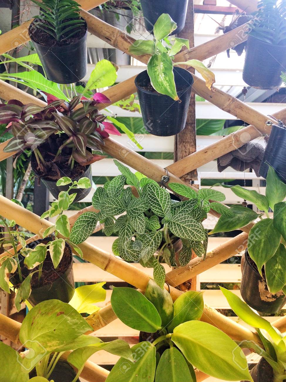 Ein Kleiner Baum Topf Hangen Im Garten Als Dekoration Lizenzfreie Fotos Bilder Und Stock Fotografie Image 87296624