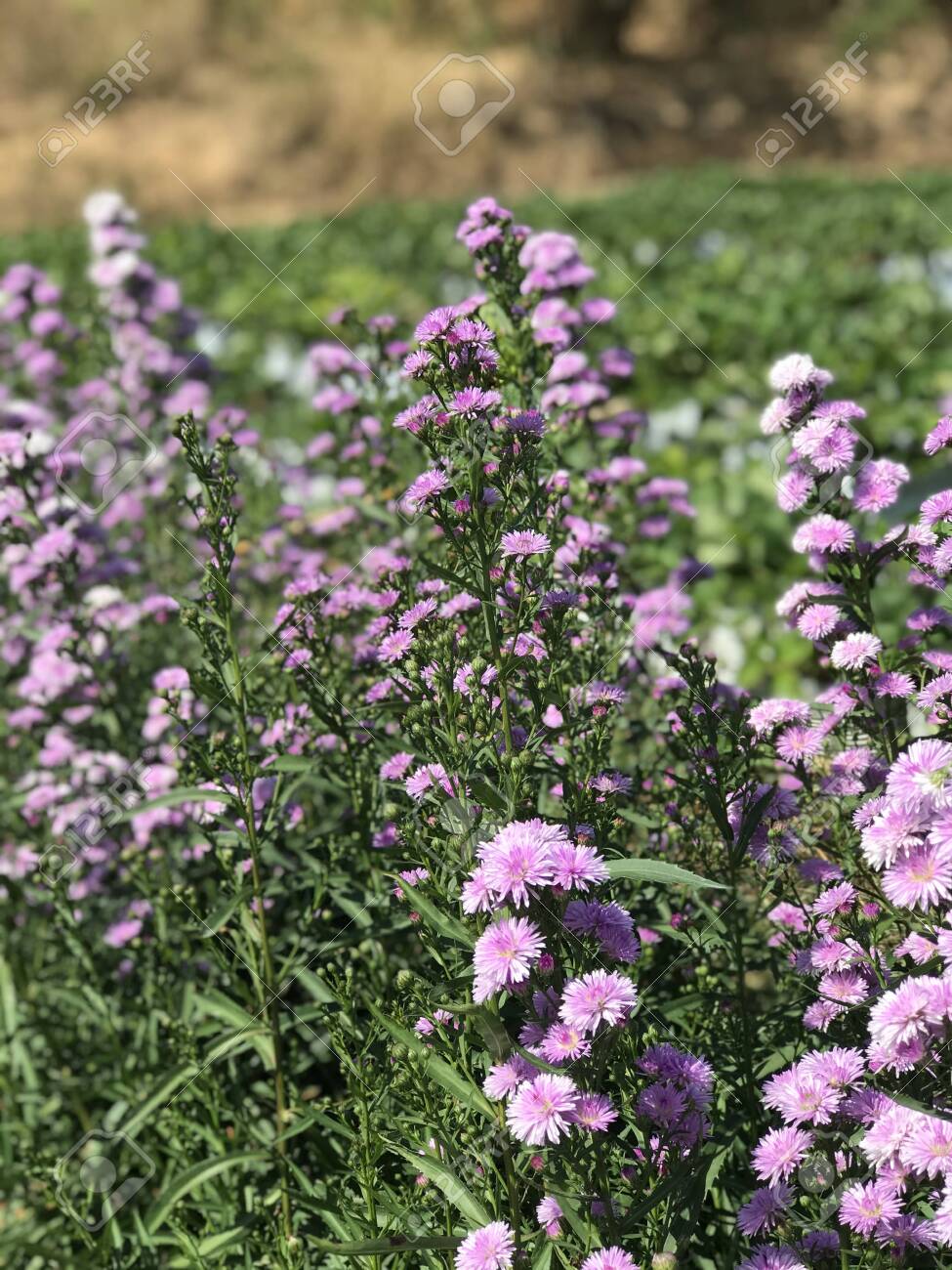 Good Morning With Fresh Flowers And Fresh Nature Stock Photo