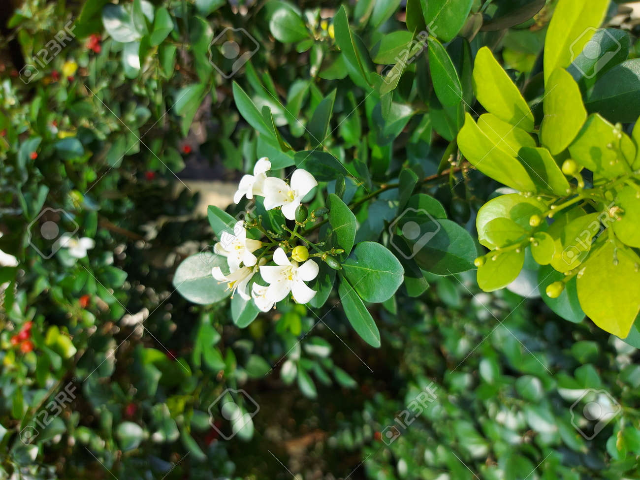 etiam-dictum-ipsum-a-felis