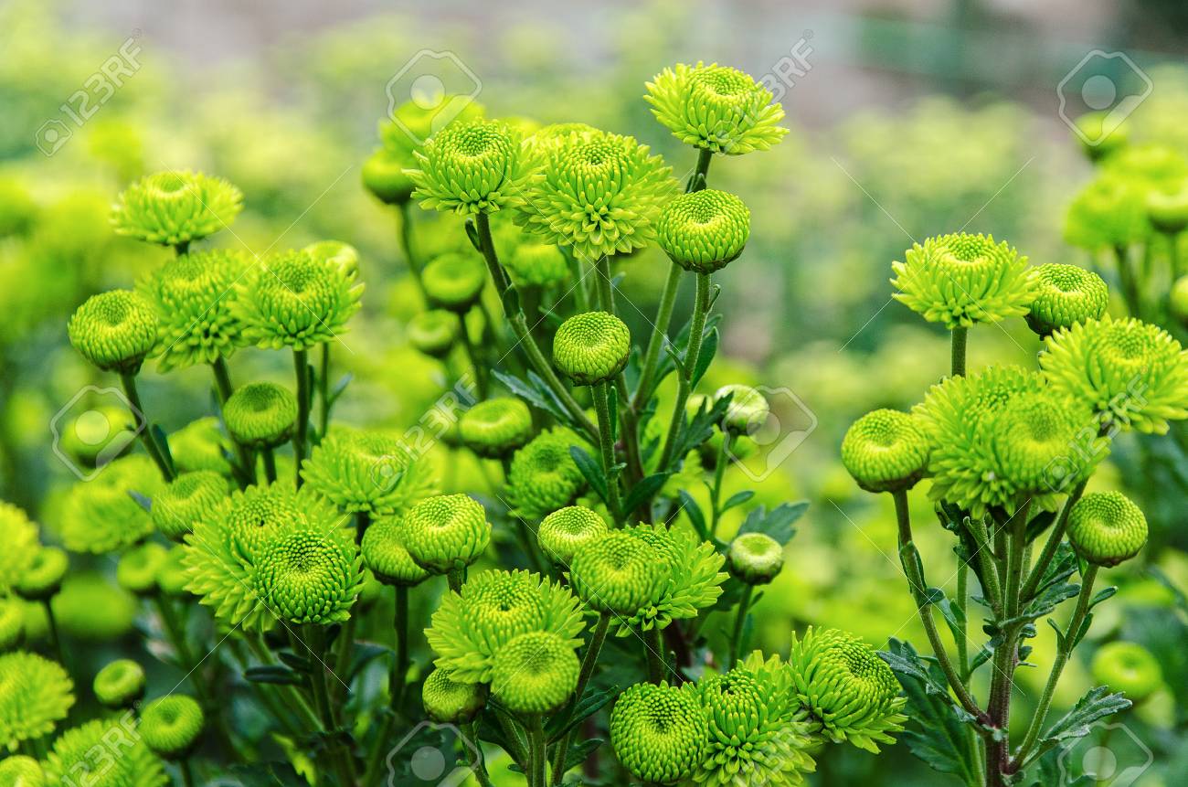 Flor Verde Crisantemo En Espectáculo De Flores Fotos, Retratos, Imágenes Y Fotografía De Archivo Libres De Derecho. Image 89133365. Flor Verde Crisantemo En Espectáculo De Flores Fotos, Retratos, Imágenes Y Fotografía De Archivo Libres De Derecho. Image 89133365.