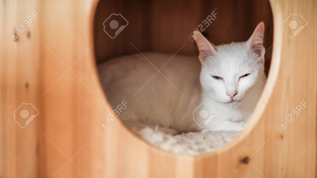 cat sleeping house