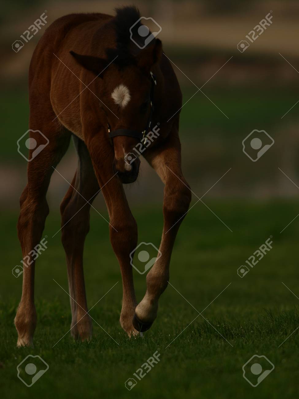 etiam-dictum-ipsum-a-felis