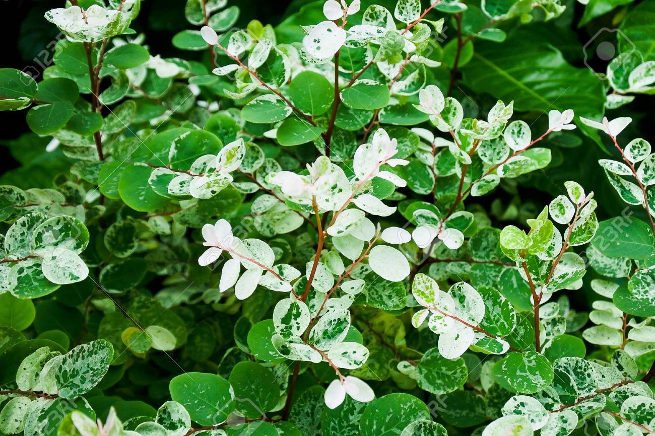 梅雨の季節 自然の緑の背景の感じで成長している白い線と緑の葉 Ans をリラックスして新鮮なときそれを見る の写真素材 画像素材 Image