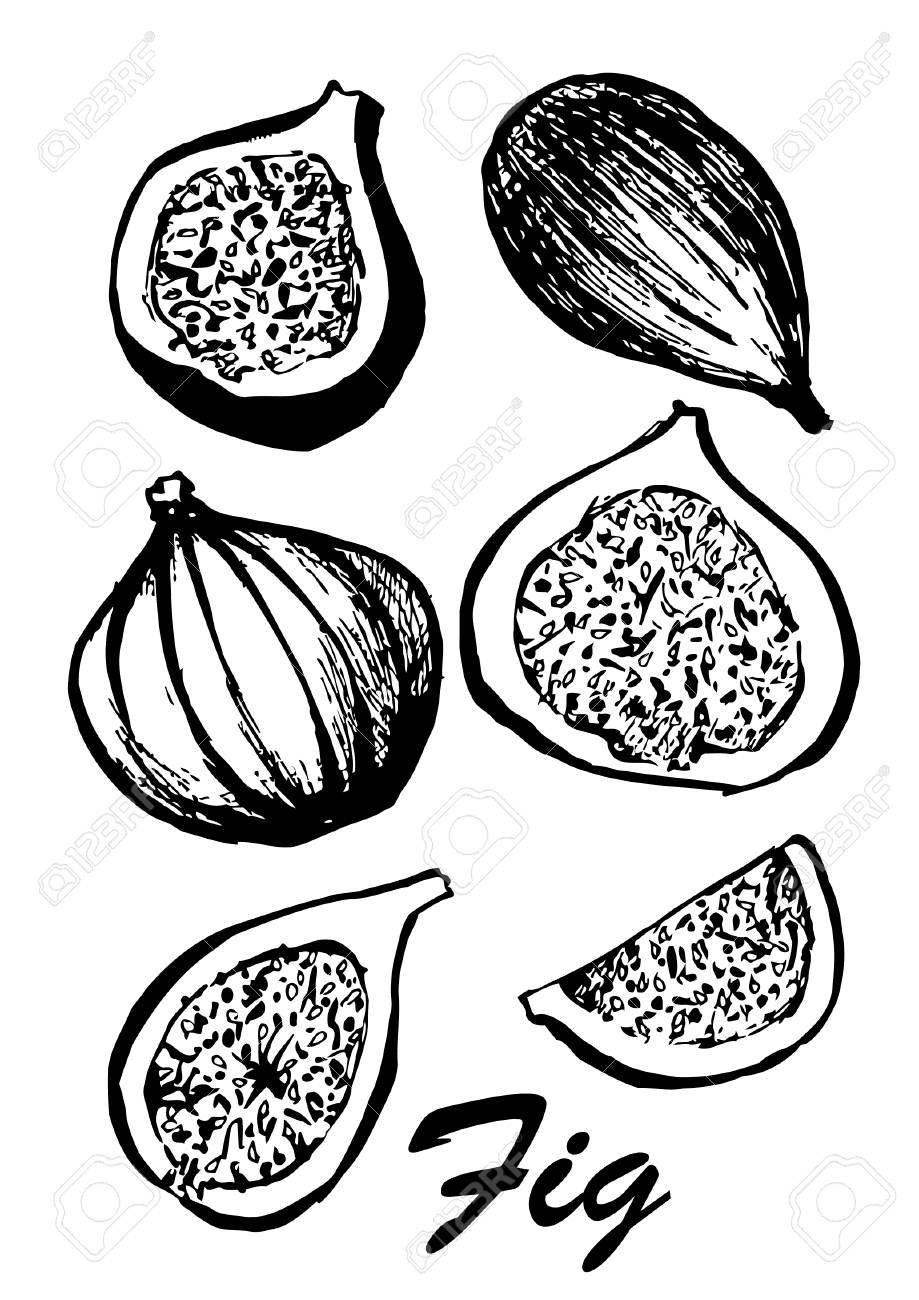 白い背景に分離されたイチジクの木の果実 ベジタリアン料理 ボタニカルフードのイラスト スケッチフルーツを使用したベクトルイラスト 黒と白 のイラスト素材 ベクタ Image 96218200