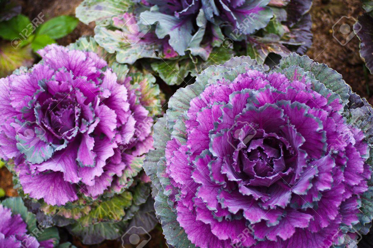 チェンマイ タイで紫キャベツの花 の写真素材 画像素材 Image