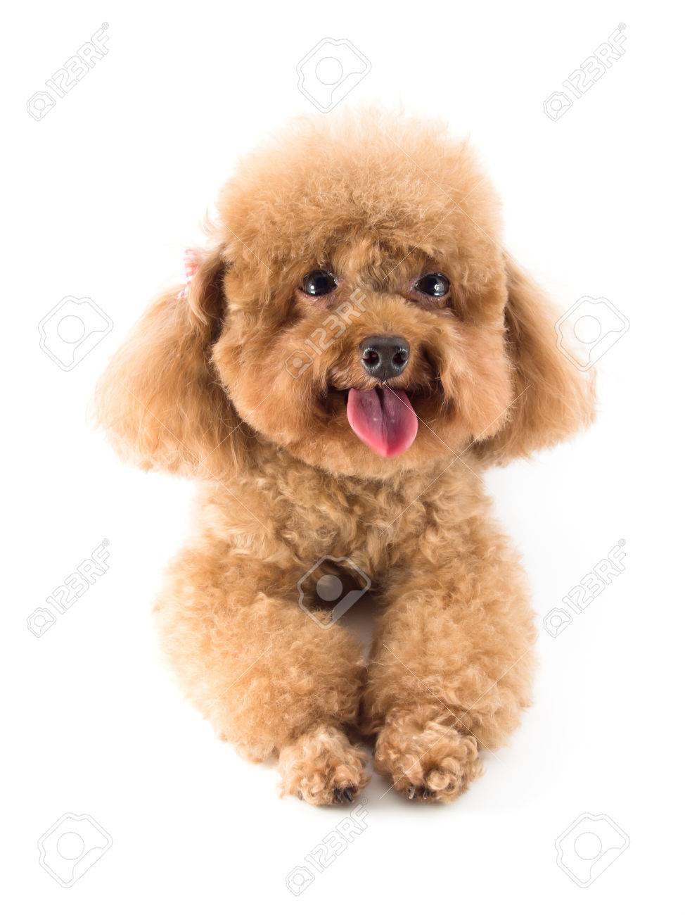 red teddy bear poodles