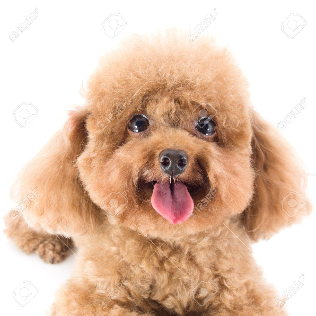french poodle red