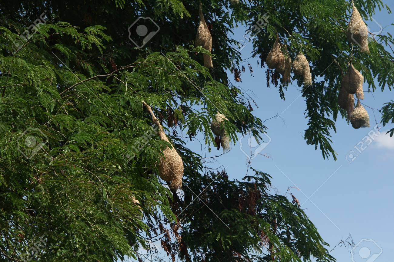 ひばりの巣の性質 の写真素材 画像素材 Image ひばりの巣の性質 の写真素材 画像素材 Image