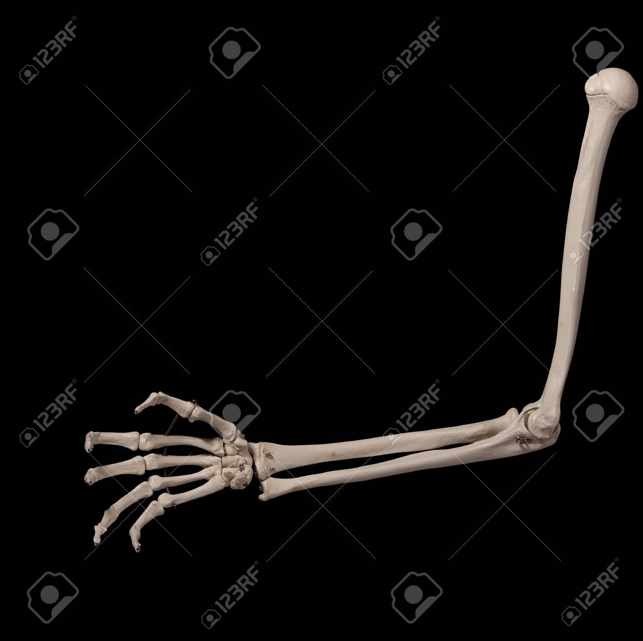 etiam-dictum-ipsum-a-felis