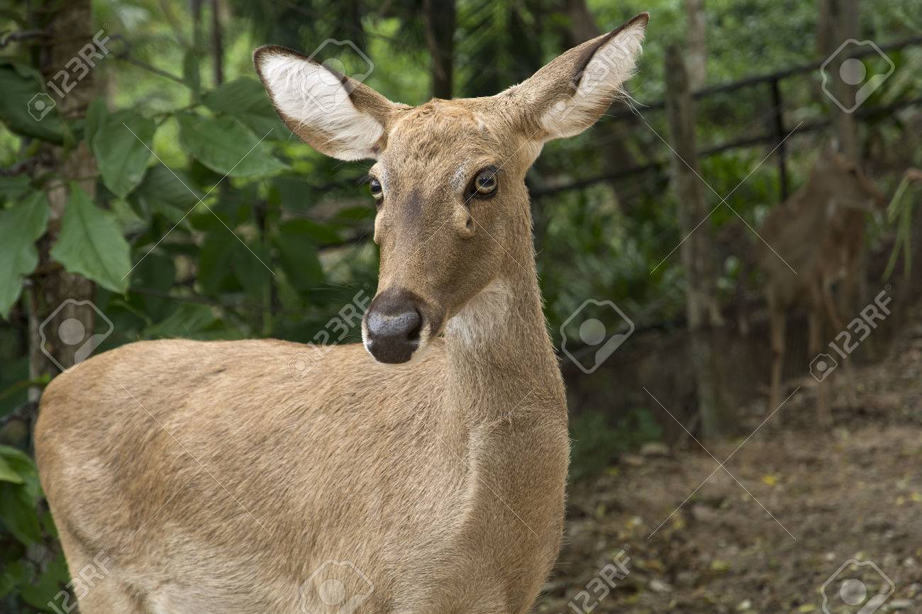 大きな耳を持つ美しい茶色の雌鹿 の写真素材 画像素材 Image 44330496